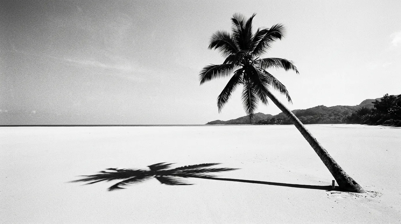 Ligne d'ombre nette d'un palmier incliné sur sable blanc à Anse Takamaka, composition minimale, fin de matinée